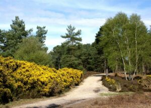 View of path at Avon Heath Country Park, lined with pretty trees and shrubs.