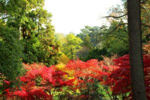 View of Batsford Arboretum in the Autumn. The leaves on the trees are beautiful shades of red, brown and green.