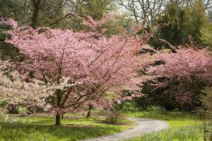 View of cherry blossom trees at Batsford Arboretum