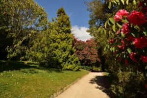 Glendurgan camellias