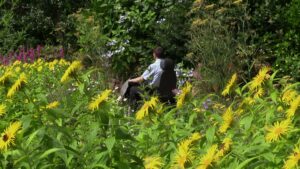 Man in tramper at National Trust Godolophin. He's surrounded by beautiful flowers.