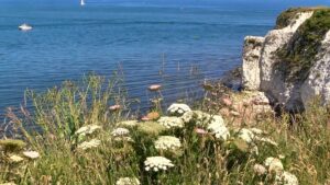 Coastal view of flowers and white cliff face leading to the sea at National Trust Studland.