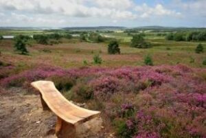 View of RSP Arne. A curved wooden bench (made from a natural cut of wood) sits in front of trees with pink/purple flowers. In the distance are rolling hills with trees.