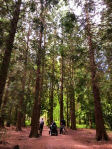 Two walkers and a tramper on a path through tall trees at Wyre Forest