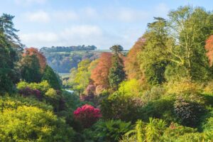 Trebah Garden in the autumn. Rolling hills can be seen in the background. It's a bright blue sunny day and the leaves are shades of green, brown and red. Some light pink, bright pink flowers and bright purple flowers can also be seen.