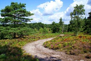 View of path at Avon Heath Country Park, lined with pretty trees and shrubs.