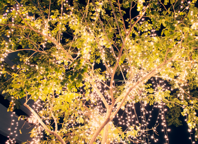 A tree at night covered in small fairly lights