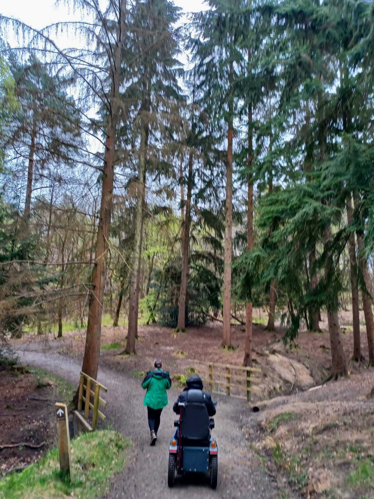 Visitor on an all terrain mobility scooter goes along winding forest path