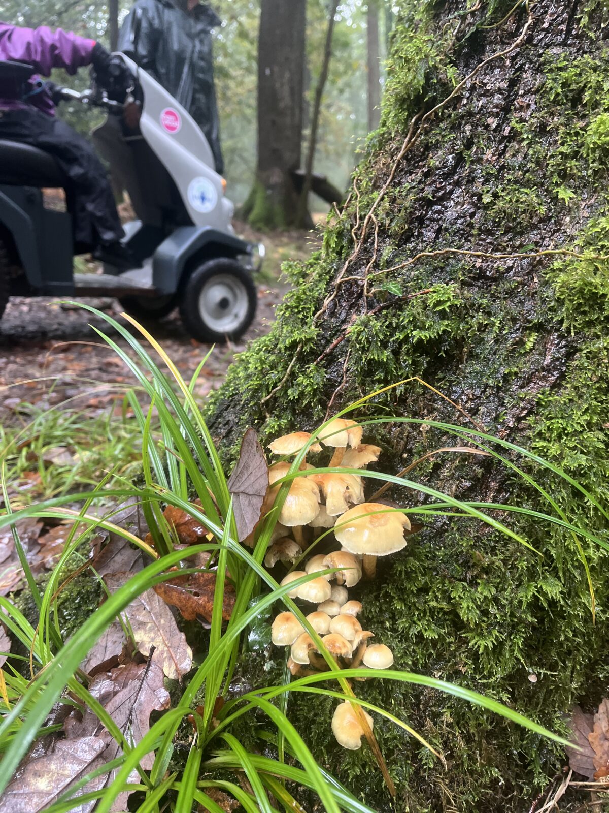 Mushrooms grow on the side of a tree in a lush forest. An all terrain mobility scooter passes in the background.