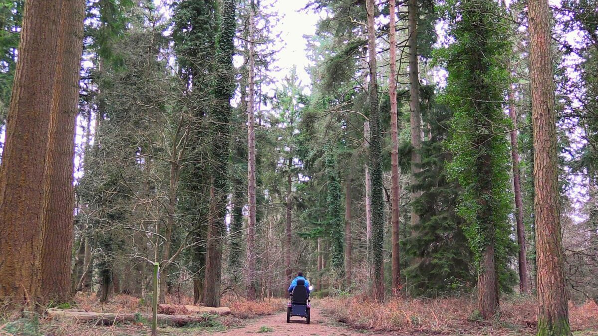 All terrain mobility scooter on a footpath passing through a forest with tall trees on each side