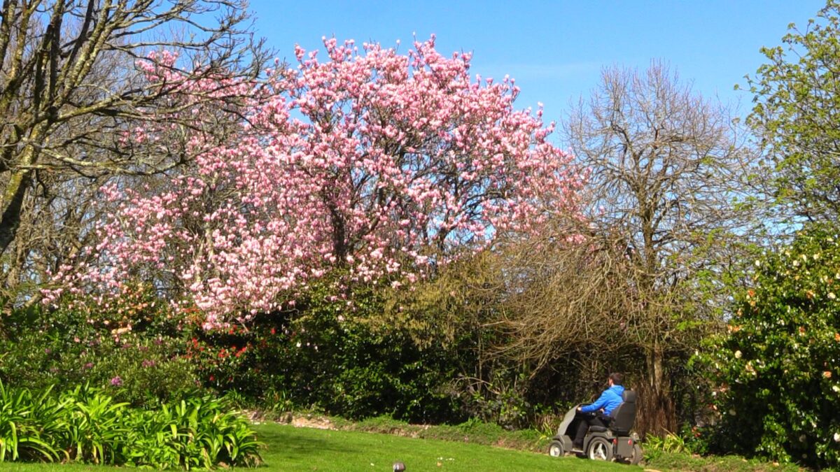 All terrain mobility scooter passes through a spring garden. It approaches a tree with pink blossom
